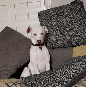 Meet your Posher, Dena